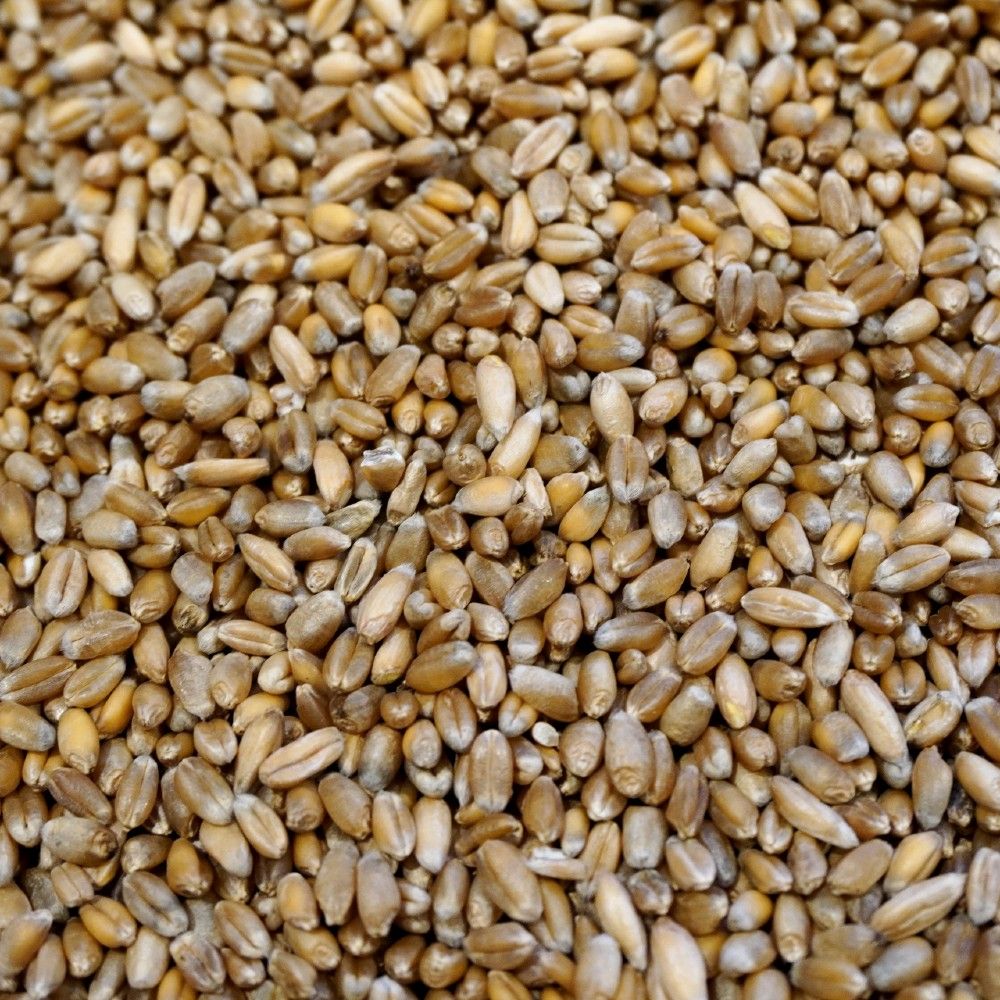 Weizen Getreidesorten fürs Mahlverfahren